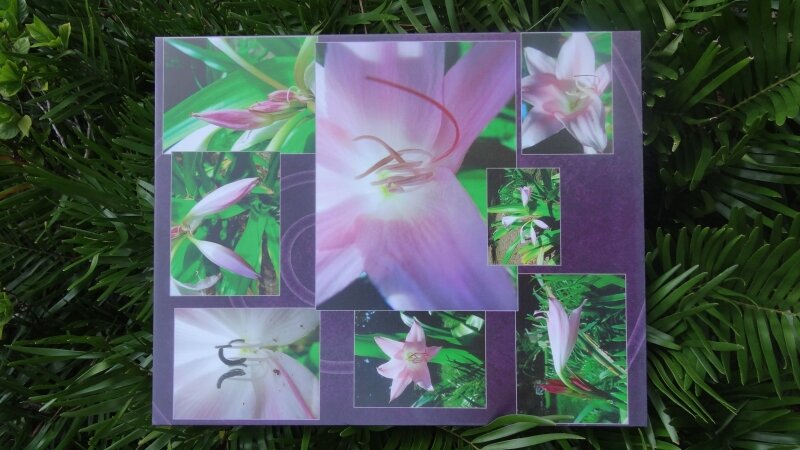 Lilies in the Morning