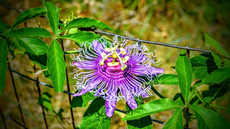 Passion flower