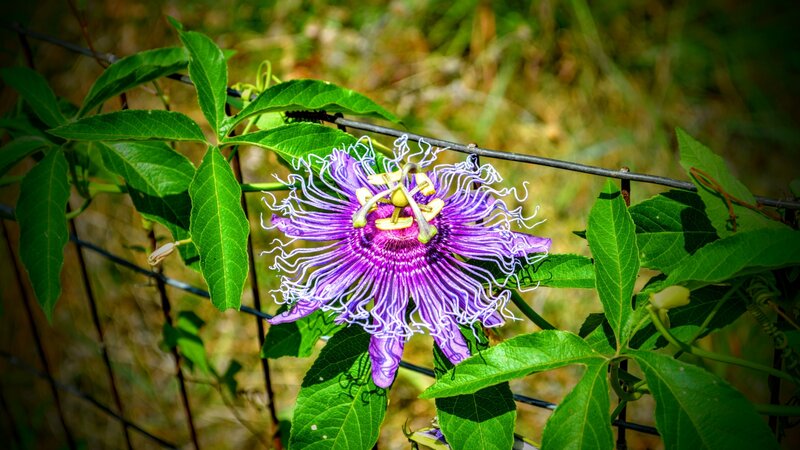 Passion flower