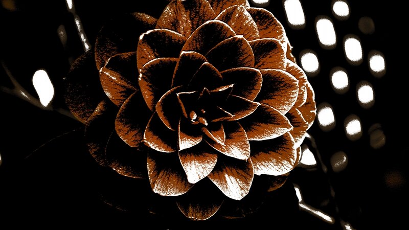 Sepia flower