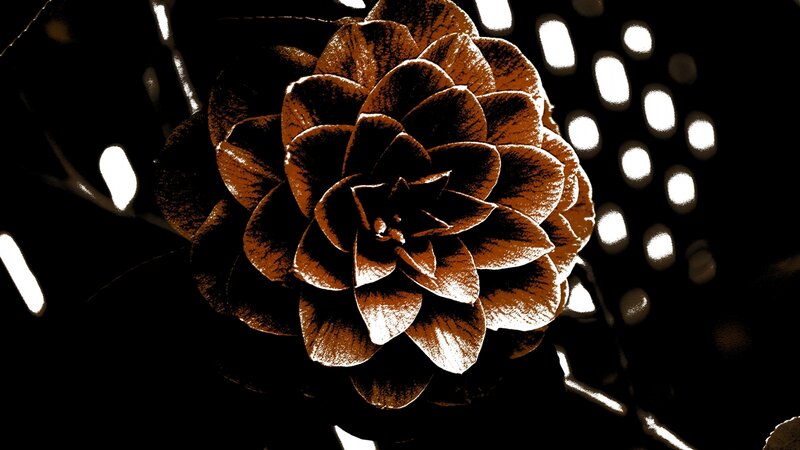 Sepia flower