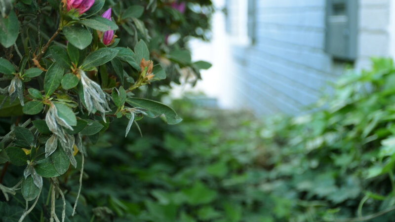 Path