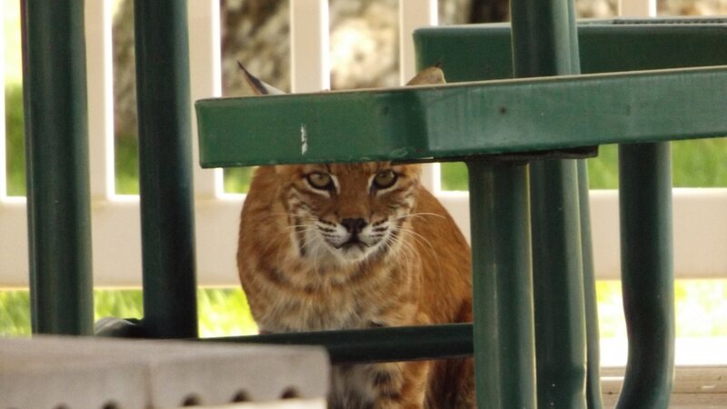 bobcat
