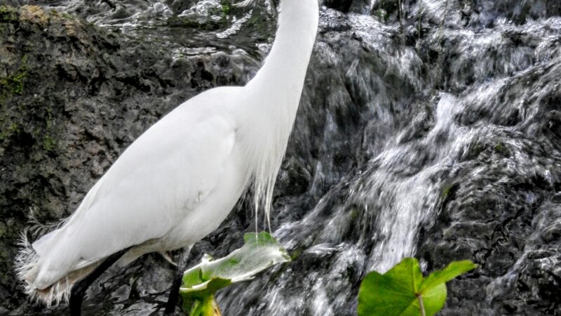 Egret @ Mission county park