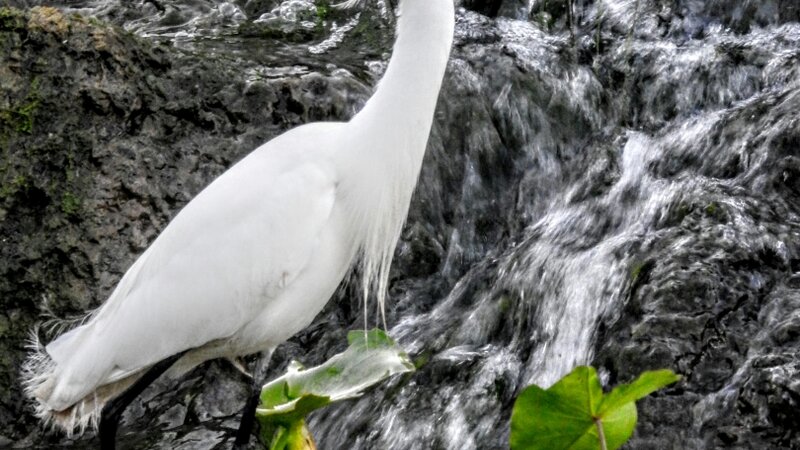 Egret @ Mission county park