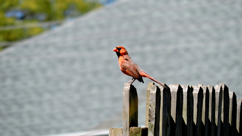 On the fence