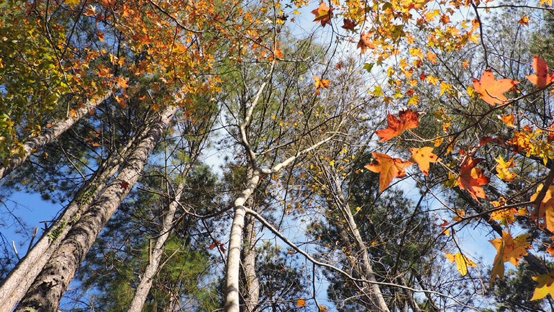 Four seasons