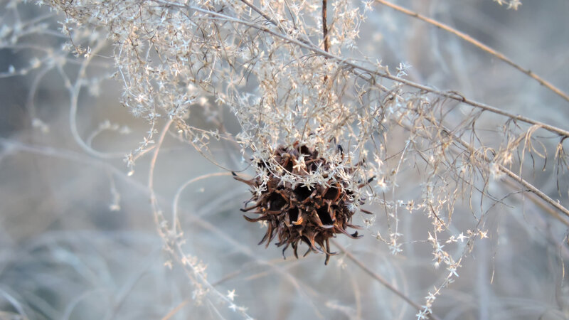 sweetgum, seed