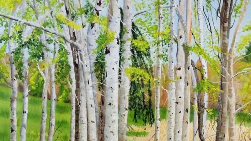 Birches Dancing in the Light
