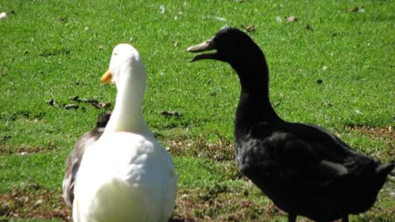 Duck Duck goose