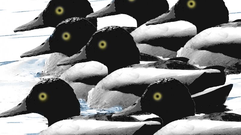 MALLARD
