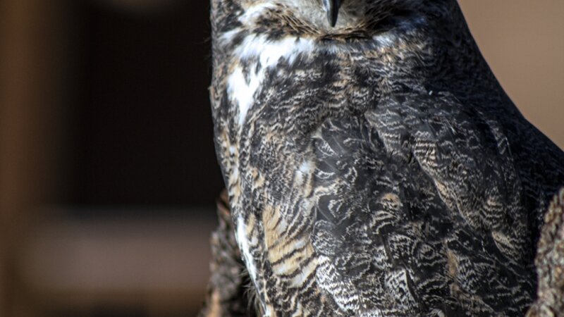 Great Horned Owl