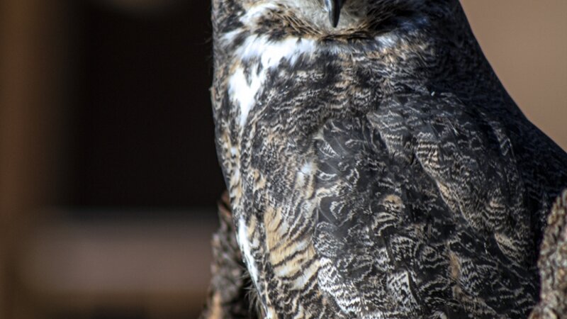 Great Horned Owl