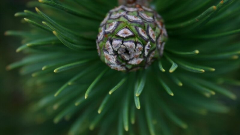 Early pinecone