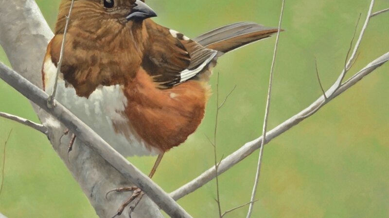 Eastern Towhee, female