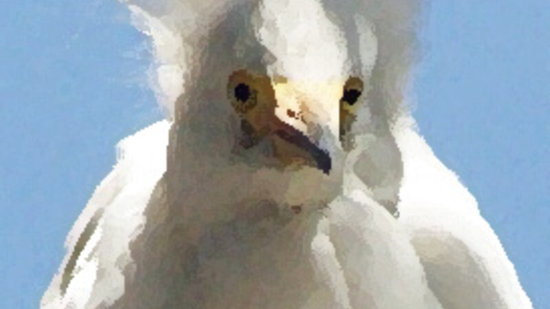 Egret 6