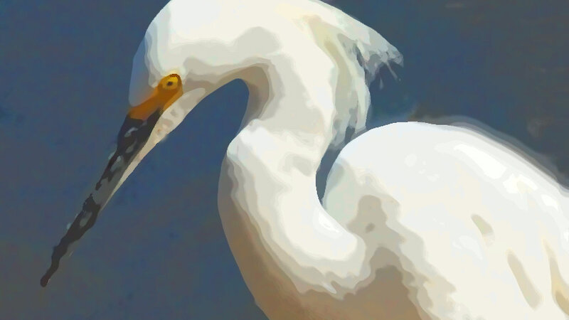 Egret 8