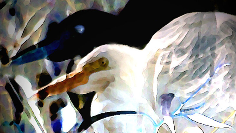 Egrets 3