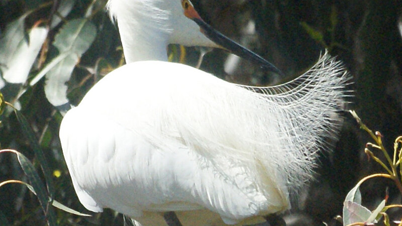 Egret