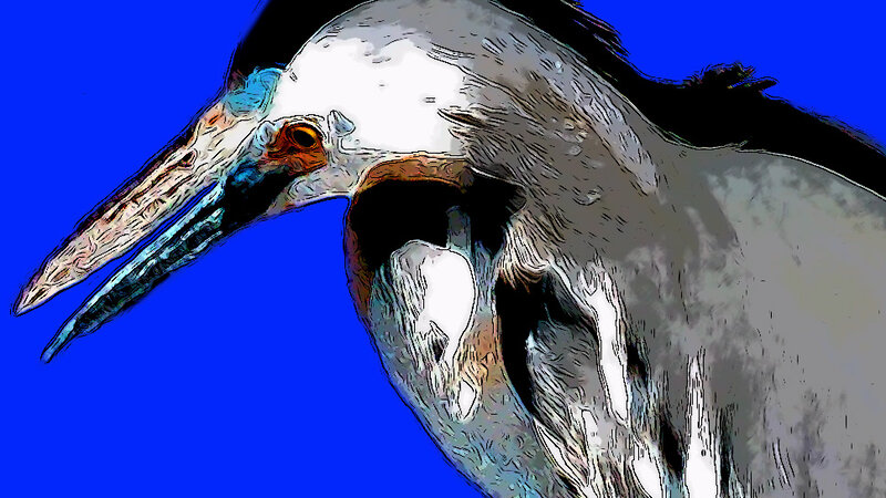 Egret Variation 2