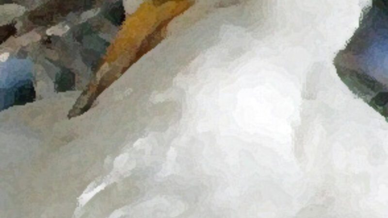 Egret 7
