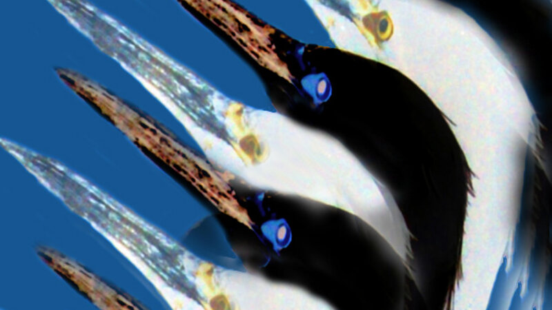 BIRDS 6