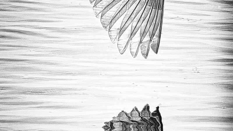 Photo of a Great White Egret wing and water reflection.