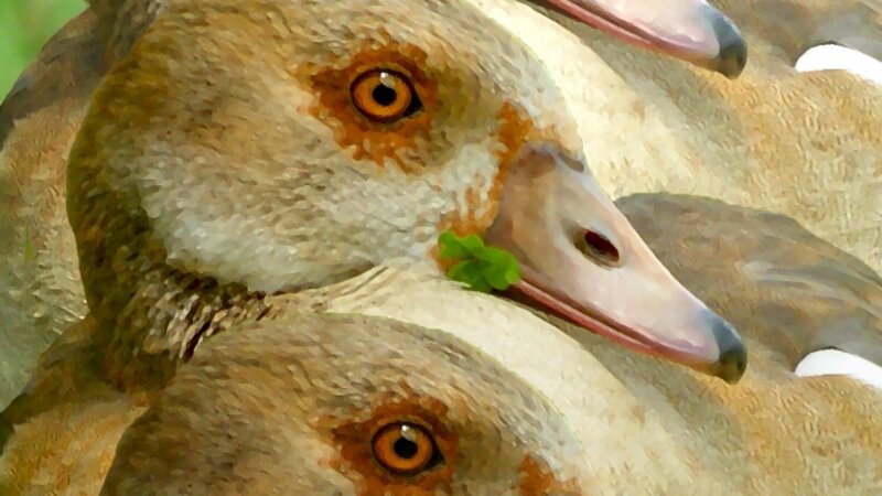 EGYPTIAN GEESE