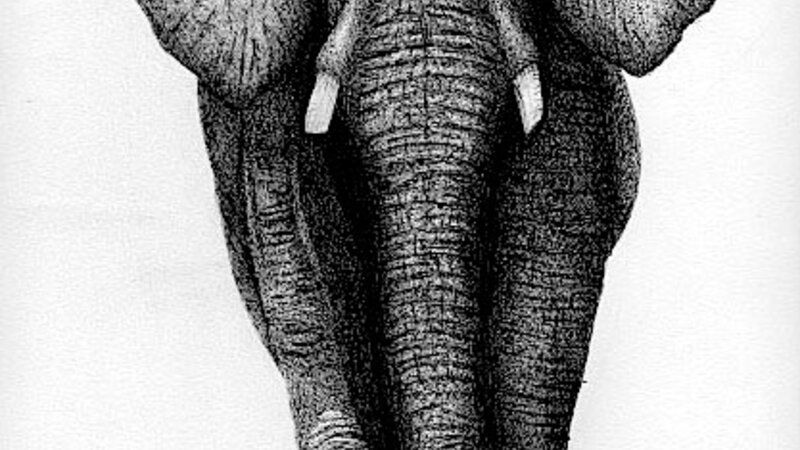 Elephant, animals, pen and ink, graphite