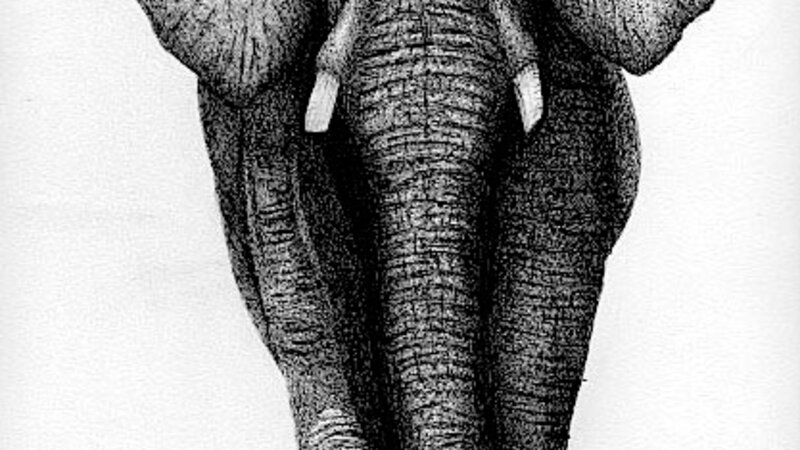 Elephant, animals, pen and ink, graphite