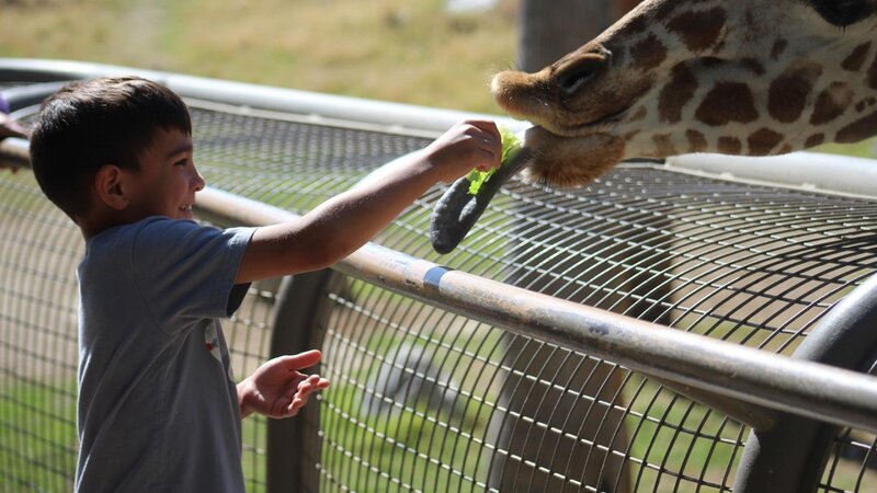 Grandson feeding giraffe