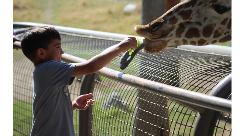 Grandson feeding giraffe