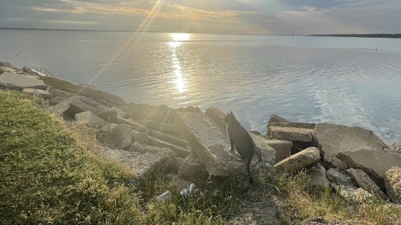 “Purrfect Sunset”