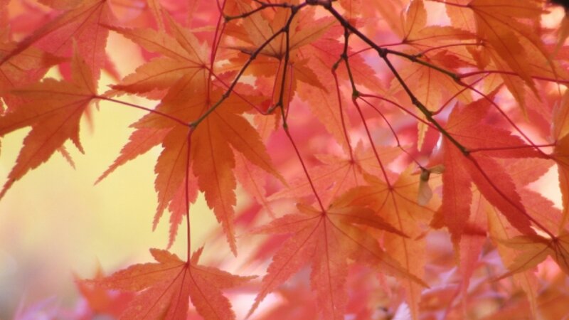 Manito fall