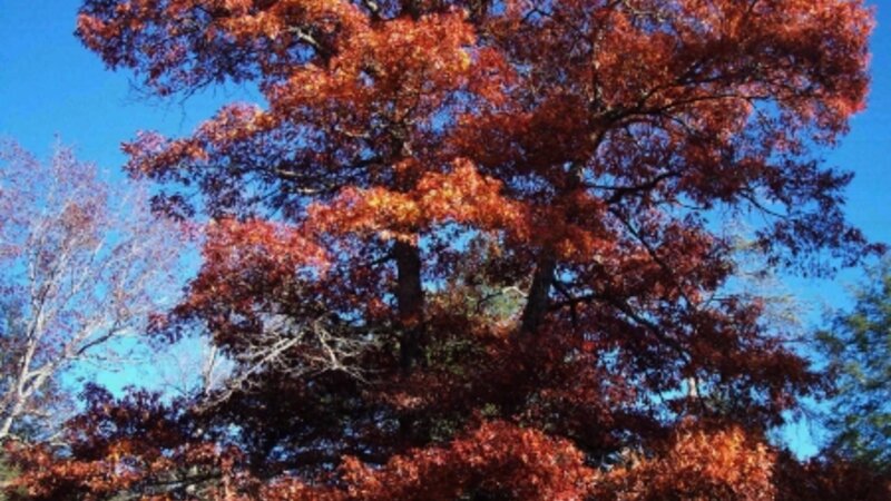 Grow Like A Majestic Tree 