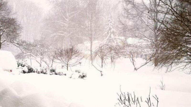 Jonas, blizzard, storm, snow, tree