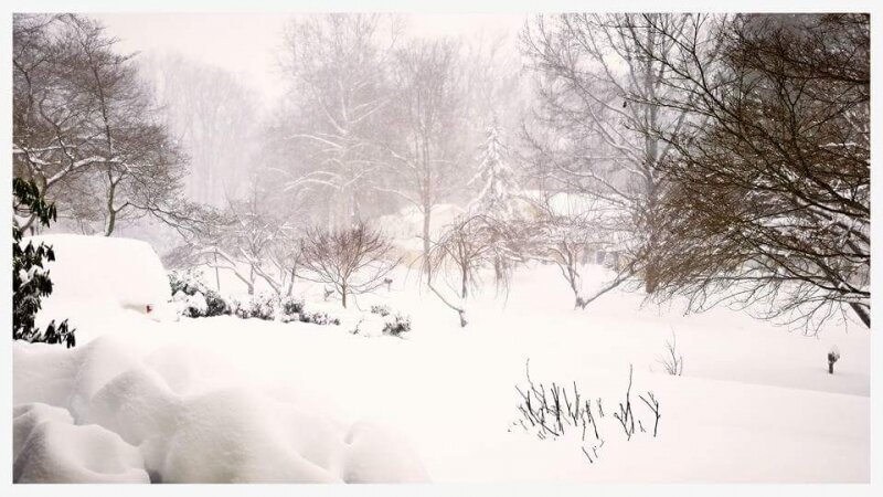 Jonas, blizzard, storm, snow, tree