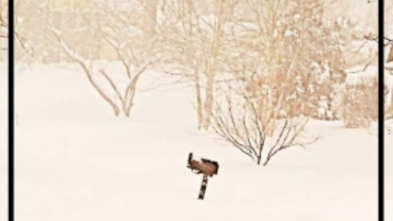 Jonas, storm, blizzard, snow, dog, mailbox