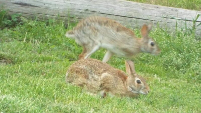 Leapfrog