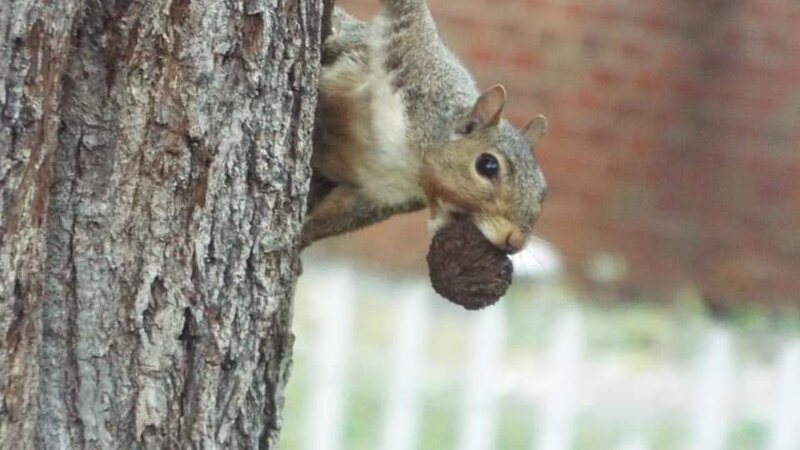 Could I Get An Acorn?