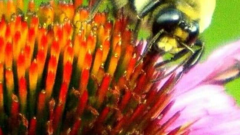 Honeybee At Work