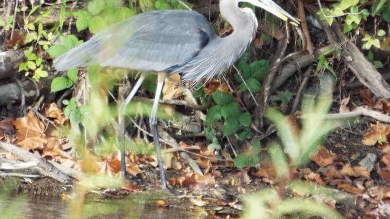 Want to Share This Snake?