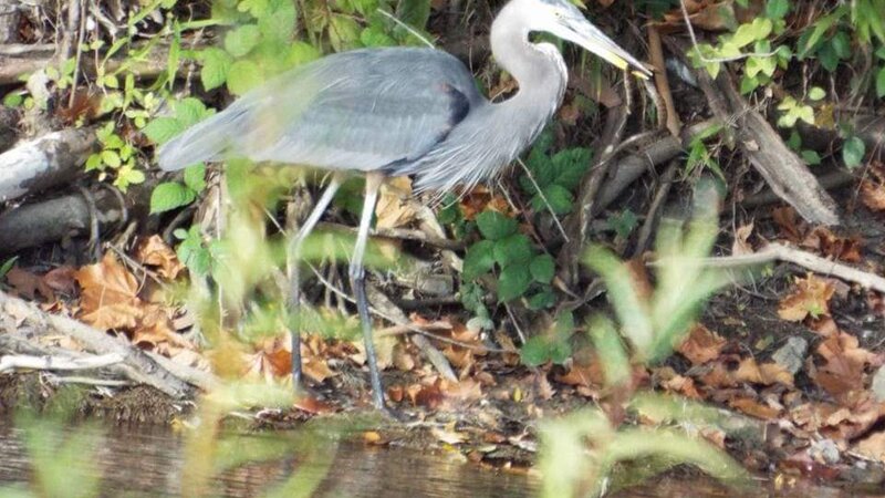 Want to Share This Snake?