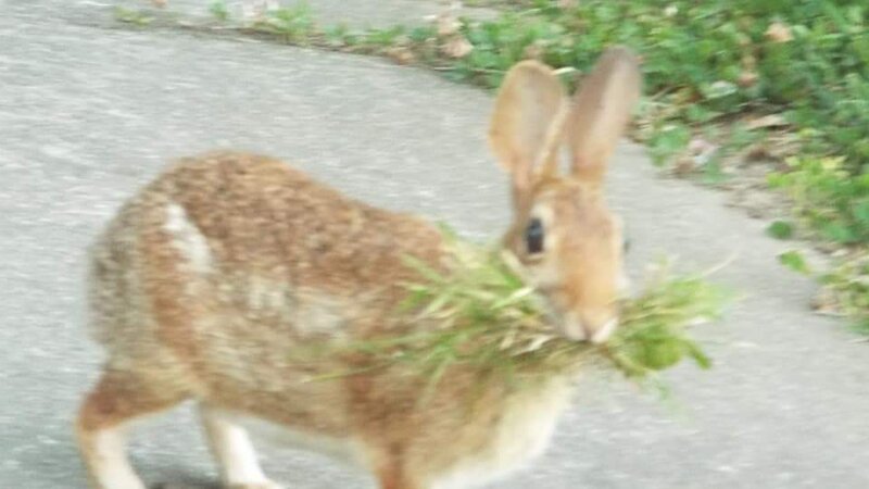 Did You Guys Get the Salad