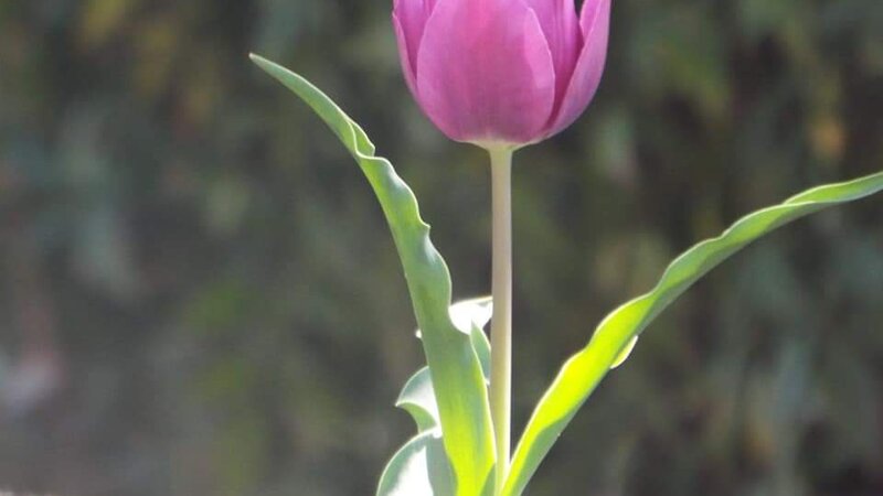 Tulip in Solitude