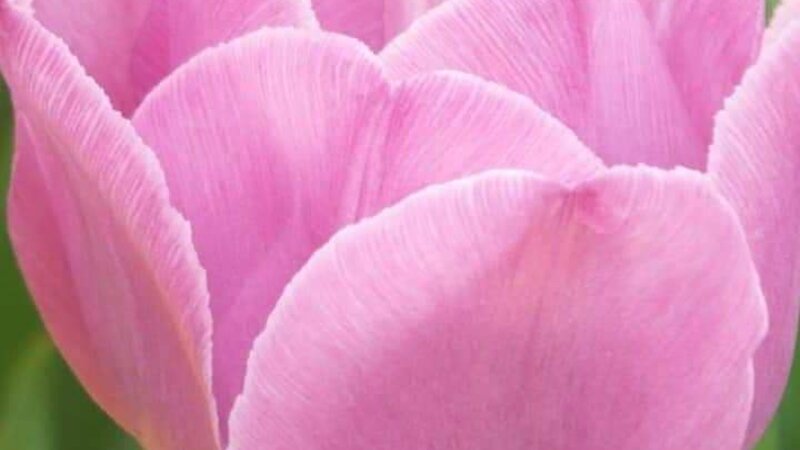 My Favorite Flower