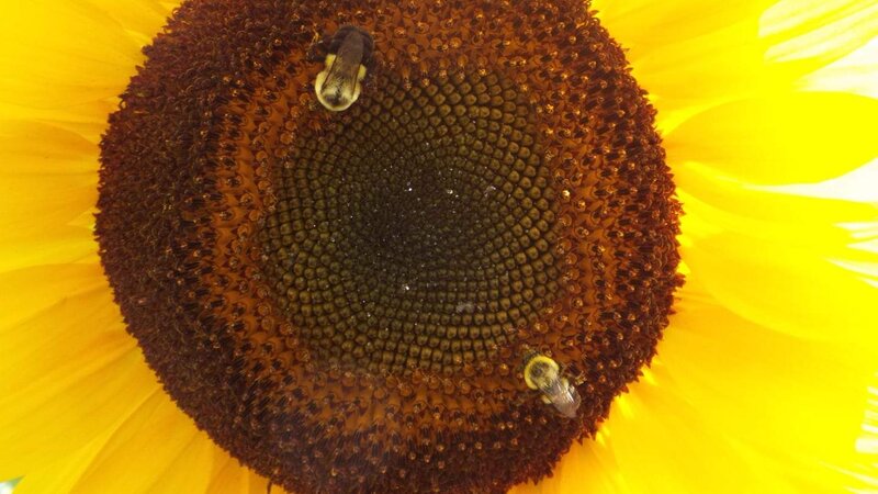 Sunflower 2