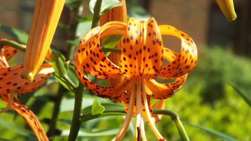 Tiger Lily