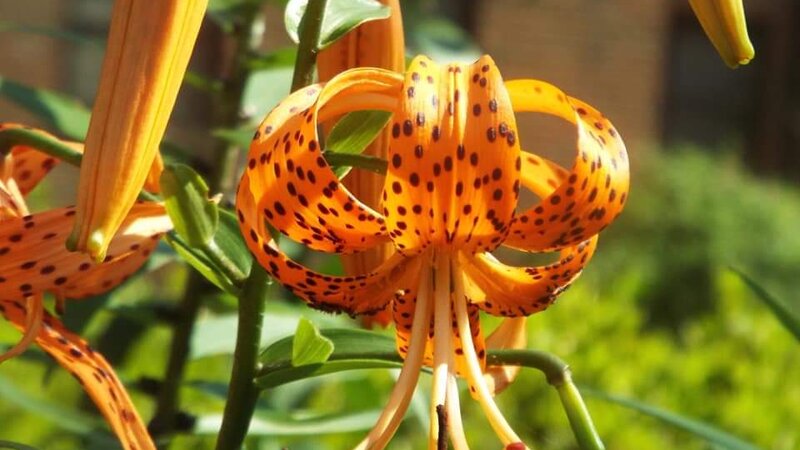 Tiger Lily