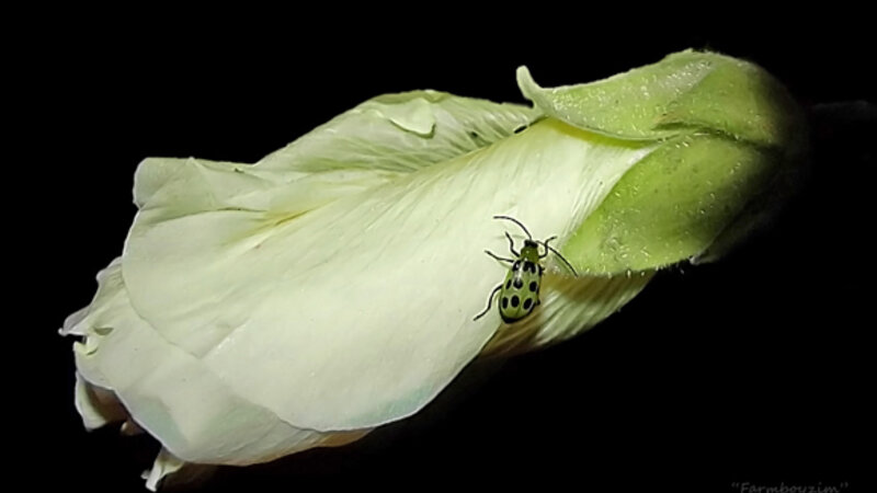 "Hollyhock Visitor""